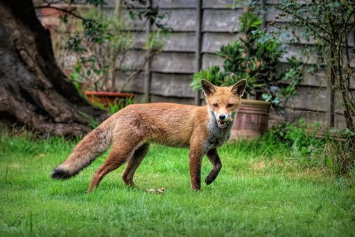 An adorable fox calmly walking through a lush green grassy backyard area