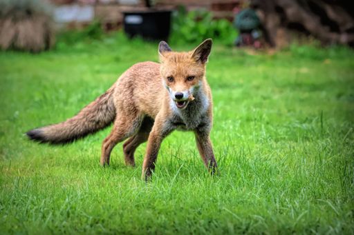 A red fox sprints across a lush green grassy lawn