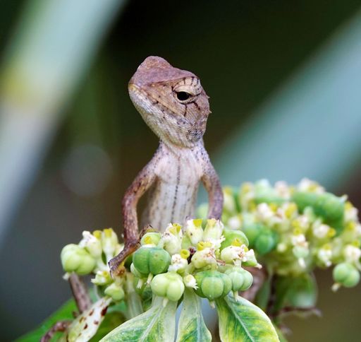 A small chameleon perched atop a green foliage plant, gazing intently at the viewer