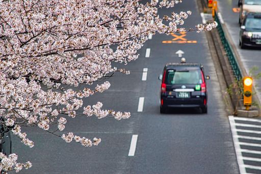 Photo of a road with a taxi in the background and a Sakura (cherry blossom) tree in full blossom during Japan's spring season in the foreground.