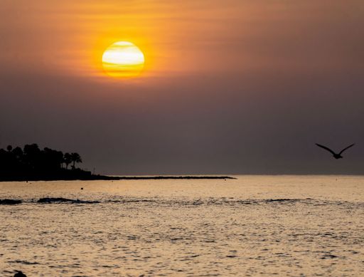 Beautiful sunset with a seagull flying over the sea and the orange sun hiding on the horizon. Spain.