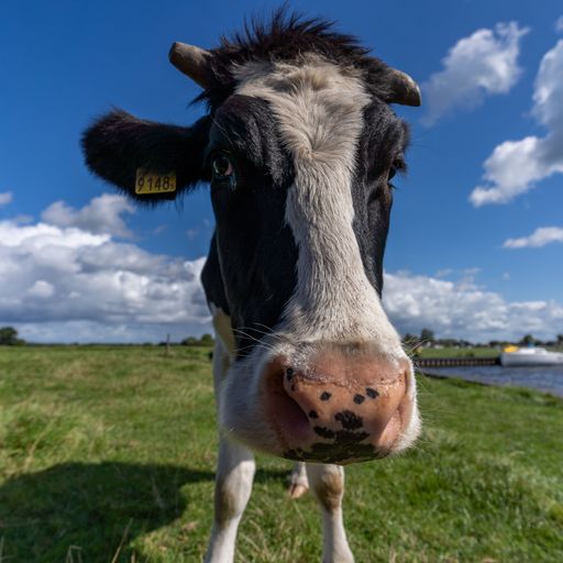 A closeup shot of a cute black white cow standing near the camera on a field
