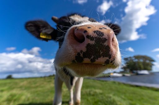 A closeup shot of a cute black white cow standing near the camera on a field