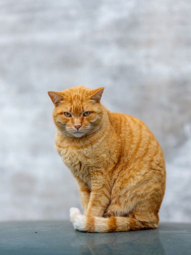 A curious orange tabby cat perched atop a car.