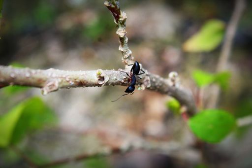 A selective focus shot of an ant on a branch with green leaves
