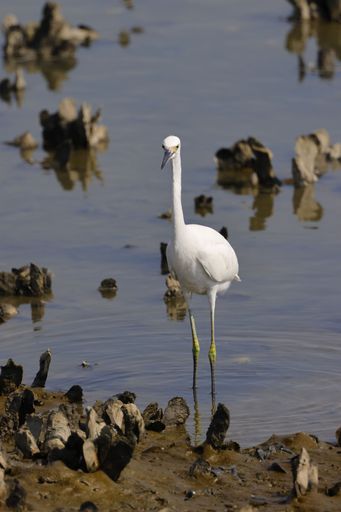 A majestic great egret bird strolling across the tranquil waters of a sandy beach