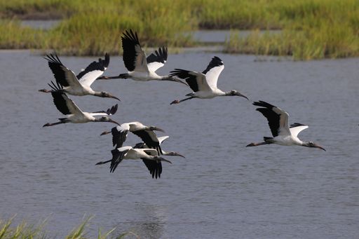 A stunning aerial view of a lake surrounded by lush green grass, featuring an array of birds in flight across the sky