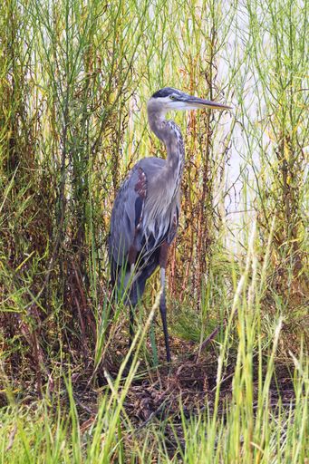 A closeup of a Great Blue Heron perched in a field of grass
