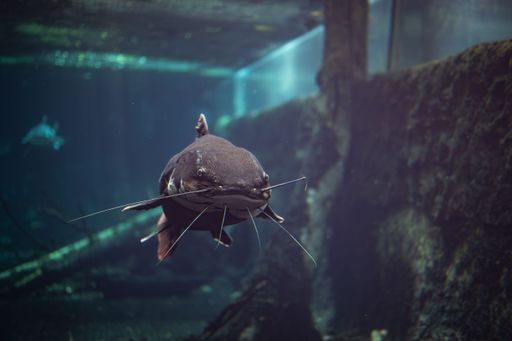 Phractocephalus hemioliopterus of the family Pimelodidae in the order Siluriformes