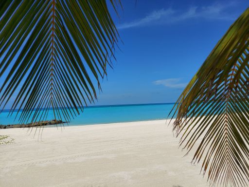 A scenic view of the beach with palm trees against the sea