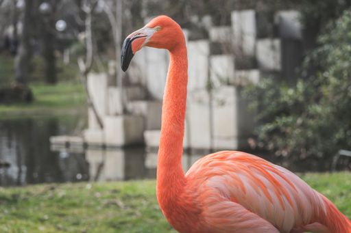 Close-up half body shot of a flamingo with pink feathers