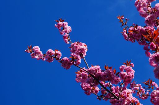 Ornamental cherry in full bloom against a cloudless, bright blue sky. Worldwide the cherry blossom is celebrated as a harbinger of spring.
