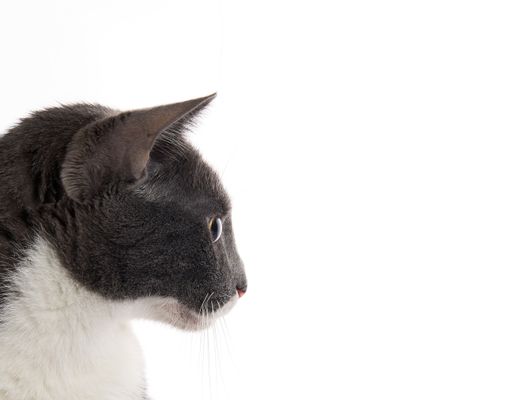 A closeup shot of a gray and white cat isolated on white background