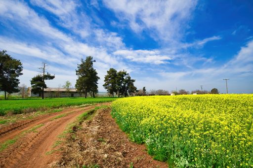 Rapeseed field with pathway, Blooming canola flowers panorama. Rape on the field in summer. Bright Yellow rapeseed oil. Agriculture