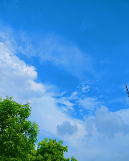 A low angle of green trees against a cloudy blue sky on a sunny day