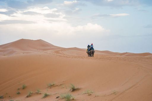 Camels walking on sand dunes during sunset in Erg Chebbi desert, near Merzouga, Sahara Desert, in Morocco, North Africa during sunset.