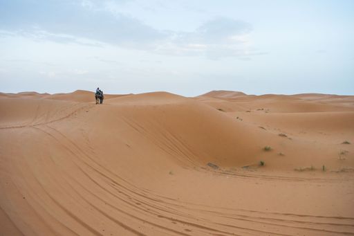 Camels walking on sand dunes during sunset in Erg Chebbi desert, near Merzouga, Sahara Desert, in the North African Country of Morocco.