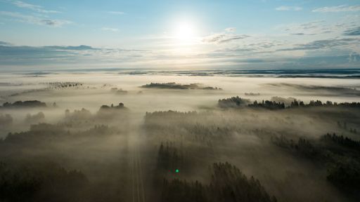 Drone shot flying over remote forest covered in nordic morning haze