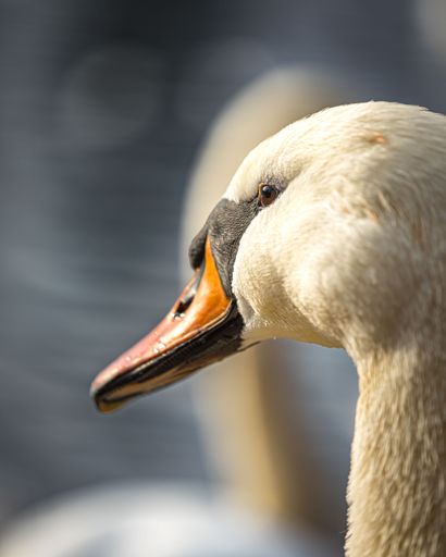 A majestic white swan with a unique yellow beak.