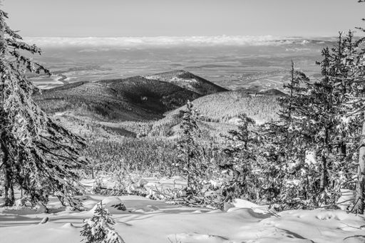 A greyscale shot of the fir trees and mountains covered in snow with the clear sky in the background