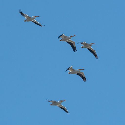 A low angle shot of a flock of pelicans flying in the blue sky