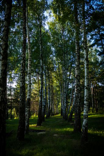 A vertical shot of the tall trees in the forest on a sunny day in summer