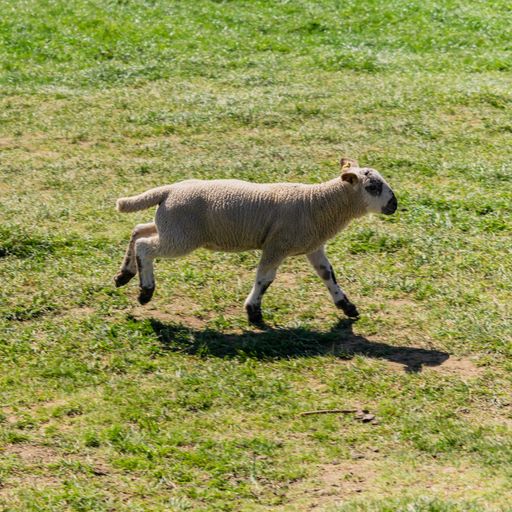 A wooly Romanov sheep grazing in the field