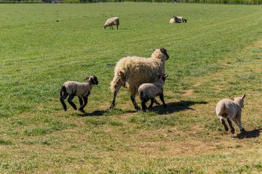 A group of wooly Romanov sheep grazing in the field