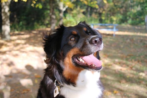 A closeup shot of a Bernese Mountain Dog with a collar happily looking up