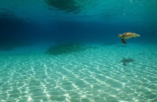 A turtle swimming underwater under the lights with a blurry background