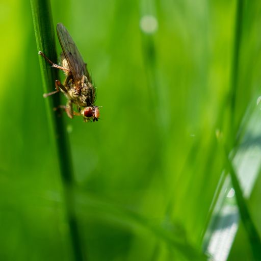 A macro shot of a yellow Dung fly on a bright green grass