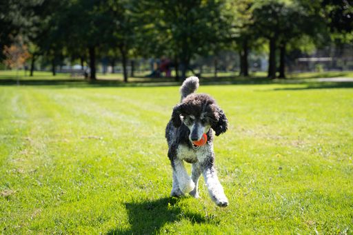 A cute poodle running joyfully on a lush green grassy field, with an orange ball in its mouth