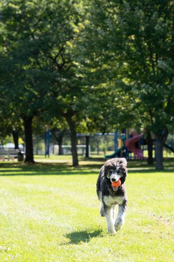 A cute poodle running joyfully on a lush green grassy field, with an orange ball in its mouth