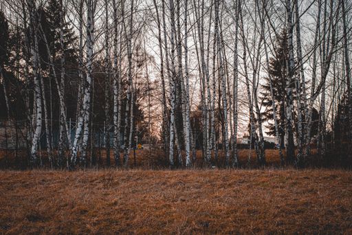 A beautiful shot of tall trees with bare branches in the forest on a gloomy day