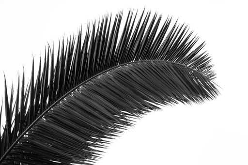 A closeup shot of a black and white palm