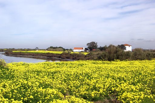 A field covered in yellow flowers and trees surrounded by a river under the cloudy sky