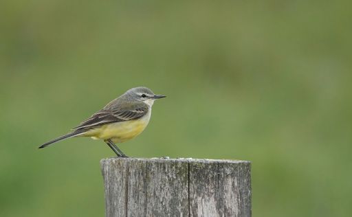 A closeup of a female yellow wagtail bird standing on a tree stump