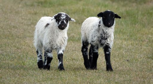 A pair of black and white lambs walking on a field of grass on a farm