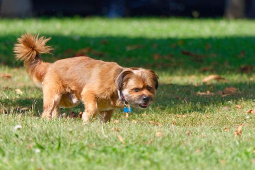 An adorable small dog is solo walking across a lush grassy area in a public park