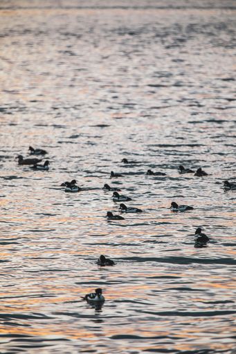 A beautiful shot of the ducks swimming in the water during sunset