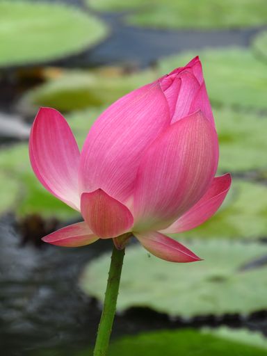 A closeup shot of a closed bud of a pink lotus flower