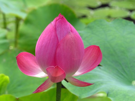 A closeup shot of a closed bud of a pink lotus flower