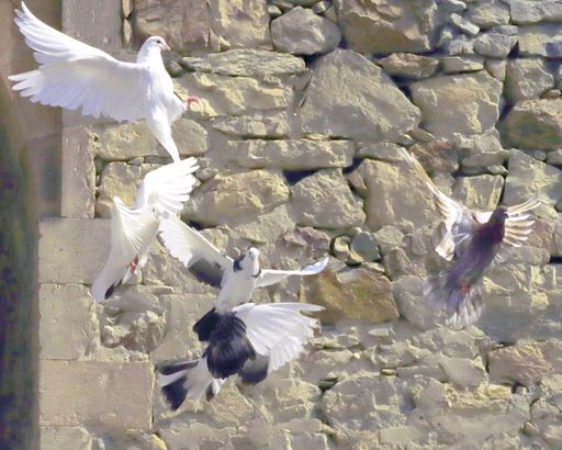 Doves fly near an old stone wall illuminated by the sun