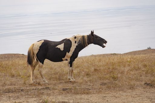 A painted horse in a meadow. Sonoma county, California