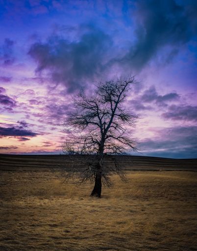 A vertical shot of a solitary tree standing tall in the Palouse Fields of Washington at sunset