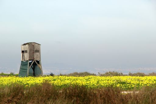 A wide angle shot of a wooden tower surrounded by yellow flowers