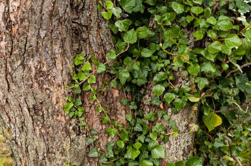 A close-up shot of lush green ivy and foliage growing on a tree trunk
