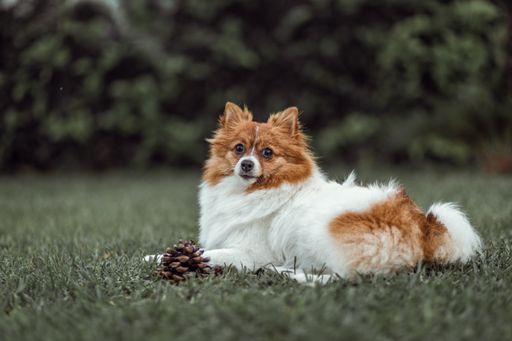 An adorable Icelandic Sheepdog lying on grass