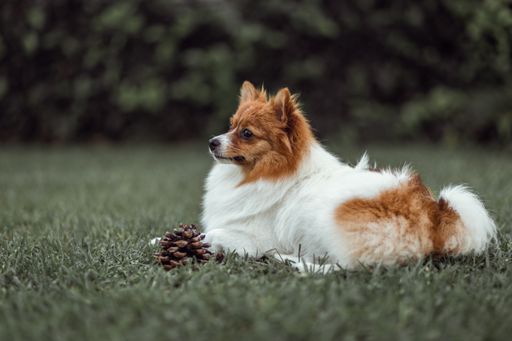 An adorable Icelandic Sheepdog lying on grass