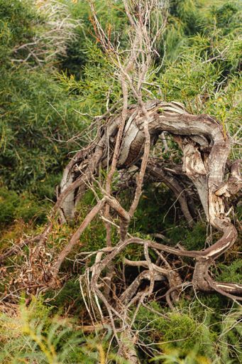 A vertical shot of a dry tree growing between the grass